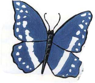 butterfly